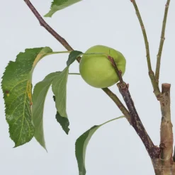 Plant In A Box - Pommier - set de 2 - malus - hauteur 60-70cm - ⌀17cm Outlet