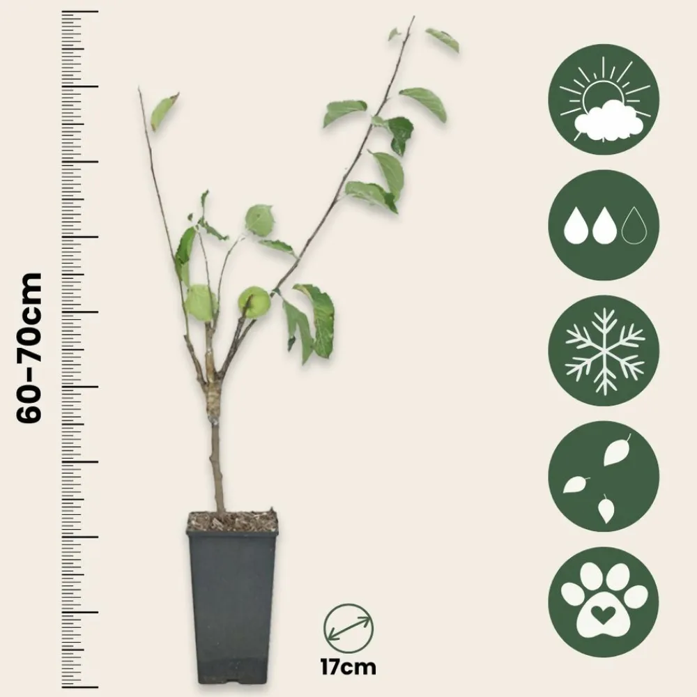 Plant In A Box - Pommier - set de 2 - malus - hauteur 60-70cm - ⌀17cm Outlet