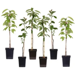 Plant In A Box Fruitiers Et Agrumes | - Pommier - set de 6 - malus - hauteur 60-70cm - ⌀9cm