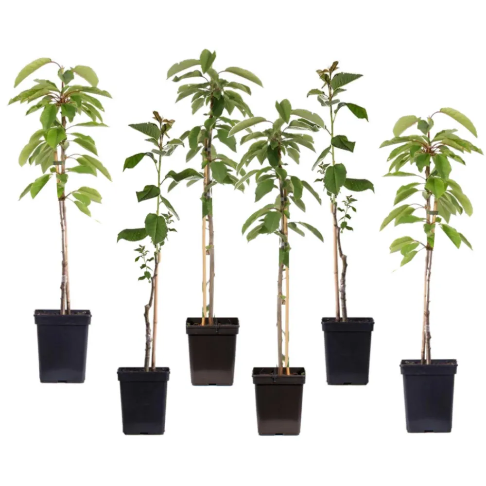 Plant In A Box Fruitiers Et Agrumes | - Pommier - set de 6 - malus - hauteur 60-70cm - ⌀9cm