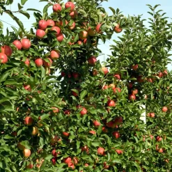Plant In A Box Fruitiers Et Agrumes | - Pommier - set de 6 - malus - hauteur 60-70cm - ⌀9cm