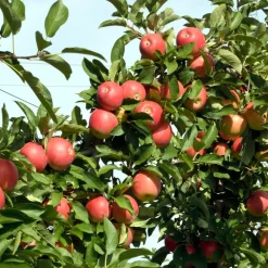 Plant In A Box Fruitiers Et Agrumes | - Pommier - set de 6 - malus - hauteur 60-70cm - ⌀9cm