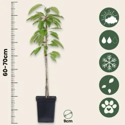 Plant In A Box Fruitiers Et Agrumes | - Pommier - set de 6 - malus - hauteur 60-70cm - ⌀9cm
