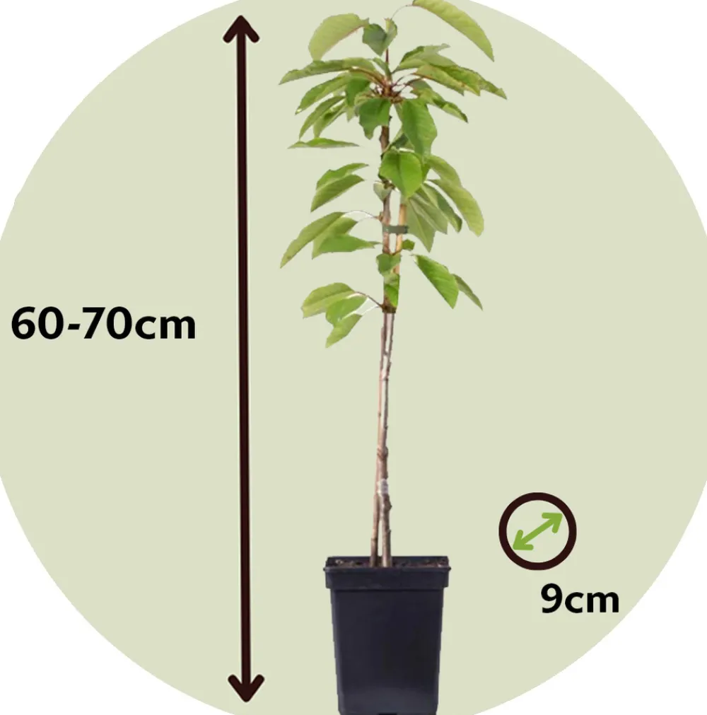 Plant In A Box Fruitiers Et Agrumes | - Pommier - set de 6 - malus - hauteur 60-70cm - ⌀9cm
