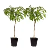 Plant In A Box - Prunier pêches - set de 2 - prunus persica 'saturne' - hauteur 60-70cm - ⌀15cm Best