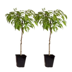 Plant In A Box - Prunier pêches - set de 2 - prunus persica 'saturne' - hauteur 60-70cm - ⌀15cm Best