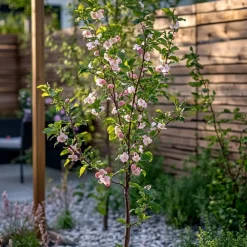 Plant In A Box - Prunier pêches - set de 2 - prunus persica 'saturne' - hauteur 60-70cm - ⌀15cm Best