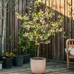 Plant In A Box - Prunier pêches - set de 2 - prunus persica 'saturne' - hauteur 60-70cm - ⌀15cm Best