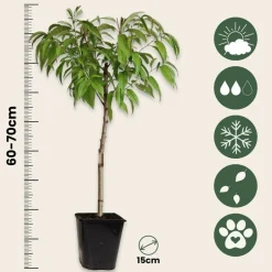 Plant In A Box - Prunier pêches - set de 2 - prunus persica 'saturne' - hauteur 60-70cm - ⌀15cm Best