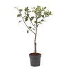 Plant In A Box - Prunier - prunus domestica 'opal' - hauteur 90-100cm - ⌀21cm Hot