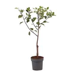 Plant In A Box - Prunier - prunus domestica 'opal' - hauteur 90-100cm - ⌀21cm Hot