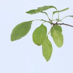 Plant In A Box - Prunier - prunus domestica 'opal' - hauteur 90-100cm - ⌀21cm Hot