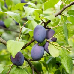 Plant In A Box - Prunier - prunus domestica 'opal' - hauteur 90-100cm - ⌀21cm Hot