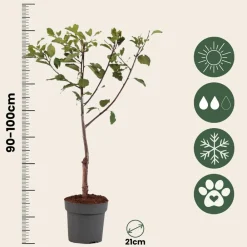 Plant In A Box - Prunier - prunus domestica 'opal' - hauteur 90-100cm - ⌀21cm Hot