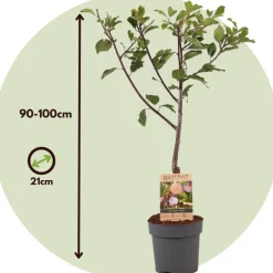 Plant In A Box - Prunier - prunus domestica 'opal' - hauteur 90-100cm - ⌀21cm Hot