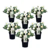 Plant In A Box Fleurs De Saison | - Rose de noël - set de 6 - helleborus niger 'mont blanc' - h20-30cm - ⌀12cm