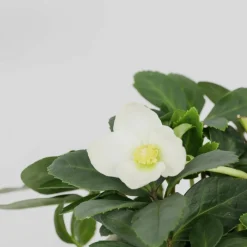 Plant In A Box Fleurs De Saison | - Rose de noël - set de 6 - helleborus niger 'mont blanc' - h20-30cm - ⌀12cm