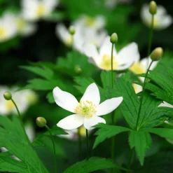 Plant In A Box Fleurs De Saison | - Rose de noël - set de 6 - helleborus niger 'mont blanc' - h20-30cm - ⌀12cm
