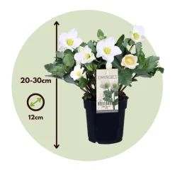 Plant In A Box Fleurs De Saison | - Rose de noël - set de 6 - helleborus niger 'mont blanc' - h20-30cm - ⌀12cm