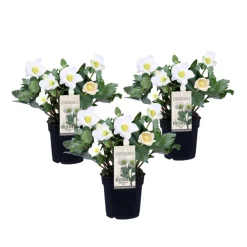 Plant In A Box Fleurs De Saison | - Rose de noël - set de 3 - helleborus niger 'mont blanc' - h20-30cm - ⌀12cm