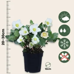Plant In A Box Fleurs De Saison | - Rose de noël - set de 3 - helleborus niger 'mont blanc' - h20-30cm - ⌀12cm
