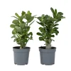 Plant In A Box Plantes Fleuries | - Rose du désert - set de 2 - adenium obesum - hauteur 25-40cm - ⌀10,5cm