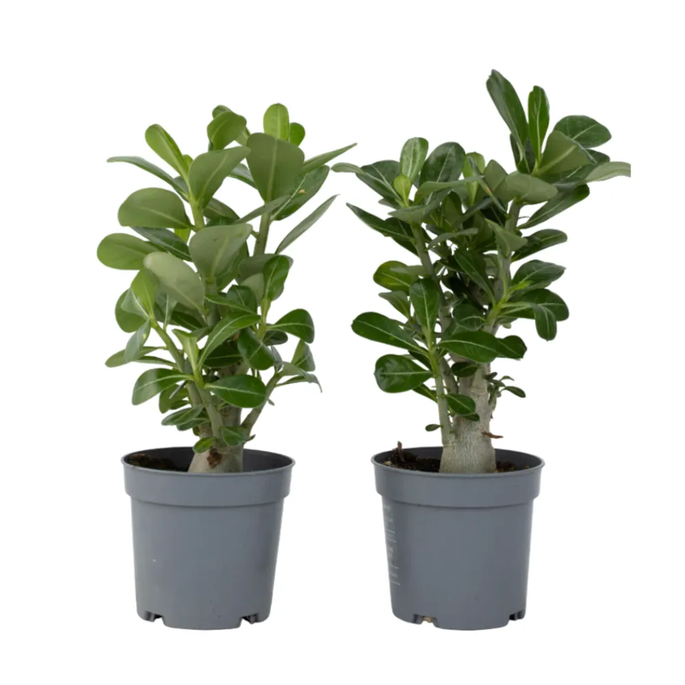 Plant In A Box Plantes Fleuries | - Rose du désert - set de 2 - adenium obesum - hauteur 25-40cm - ⌀10,5cm