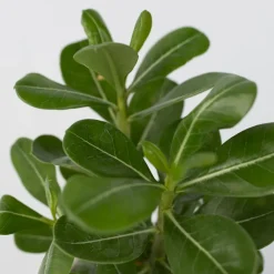 Plant In A Box Plantes Fleuries | - Rose du désert - set de 2 - adenium obesum - hauteur 25-40cm - ⌀10,5cm