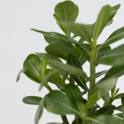 Plant In A Box Plantes Fleuries | - Rose du désert - set de 2 - adenium obesum - hauteur 25-40cm - ⌀10,5cm