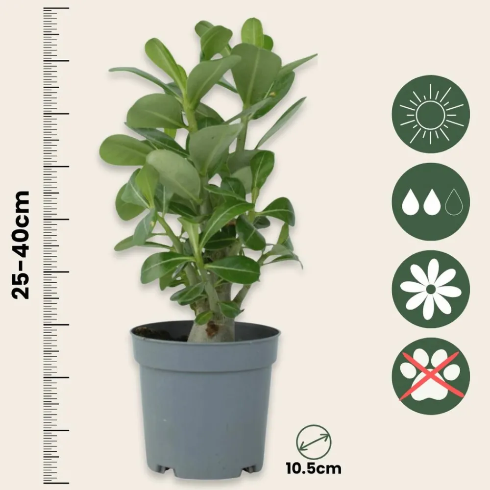 Plant In A Box Plantes Fleuries | - Rose du désert - set de 2 - adenium obesum - hauteur 25-40cm - ⌀10,5cm