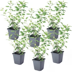 Plant In A Box Fleurs De Saison | - Solanum - set de 6 - lycianthes rantonnetii - hauteur 25-40cm - ⌀9cm