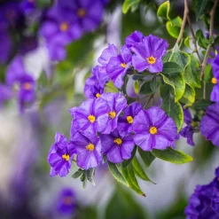 Plant In A Box Fleurs De Saison | - Solanum - set de 6 - lycianthes rantonnetii - hauteur 25-40cm - ⌀9cm
