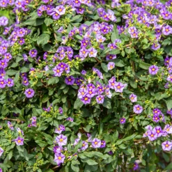 Plant In A Box Fleurs De Saison | - Solanum - set de 3 - lycianthes rantonnetii - hauteur 25-40cm - ⌀9cm
