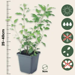 Plant In A Box Fleurs De Saison | - Solanum - set de 3 - lycianthes rantonnetii - hauteur 25-40cm - ⌀9cm