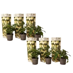 Plant In A Box - Tomatillo - set de 6 - solanum muricatum 'pepino gold' - hauteur 25-40cm - ⌀9cm Outlet