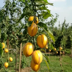 Plant In A Box - Tomatillo - set de 6 - solanum muricatum 'pepino gold' - hauteur 25-40cm - ⌀9cm Outlet
