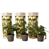 Plant In A Box - Tomatillo - set de 3 - solanum muricatum 'pepino gold' - hauteur 25-40cm - ⌀9cm Hot