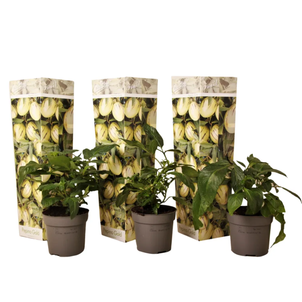 Plant In A Box - Tomatillo - set de 3 - solanum muricatum 'pepino gold' - hauteur 25-40cm - ⌀9cm Hot