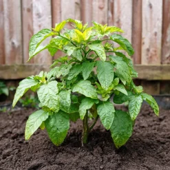 Plant In A Box - Tomatillo - set de 3 - solanum muricatum 'pepino gold' - hauteur 25-40cm - ⌀9cm Hot