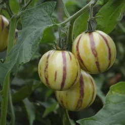 Plant In A Box - Tomatillo - set de 3 - solanum muricatum 'pepino gold' - hauteur 25-40cm - ⌀9cm Hot