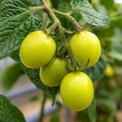 Plant In A Box - Tomatillo - set de 3 - solanum muricatum 'pepino gold' - hauteur 25-40cm - ⌀9cm Hot