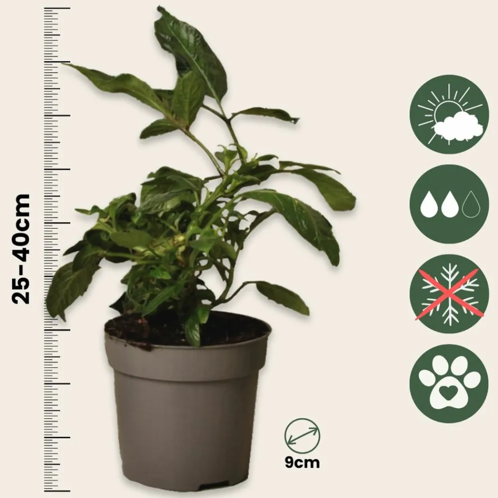 Plant In A Box - Tomatillo - set de 3 - solanum muricatum 'pepino gold' - hauteur 25-40cm - ⌀9cm Hot