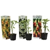 Plant In A Box Fleurs De Saison | - Trompette des anges - set de 3 - brugmansia - hauteur 25-40cm - ⌀9cm
