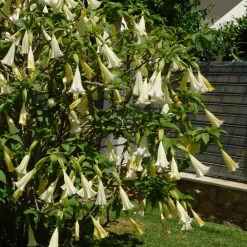 Plant In A Box Fleurs De Saison | - Trompette des anges - set de 3 - brugmansia - hauteur 25-40cm - ⌀9cm