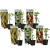 Plant In A Box Fleurs De Saison | - Trompette des anges - set de 6 - brugmansia - hauteur 25-40cm - ⌀9cm