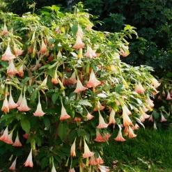 Plant In A Box Fleurs De Saison | - Trompette des anges - set de 6 - brugmansia - hauteur 25-40cm - ⌀9cm