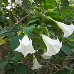 Plant In A Box Fleurs De Saison | - Trompette des anges - set de 6 - brugmansia - hauteur 25-40cm - ⌀9cm