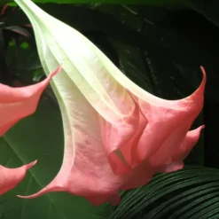 Plant In A Box Fleurs De Saison | - Trompette des anges - set de 6 - brugmansia - hauteur 25-40cm - ⌀9cm