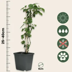 Plant In A Box Fleurs De Saison | - Trompette des anges - set de 6 - brugmansia - hauteur 25-40cm - ⌀9cm