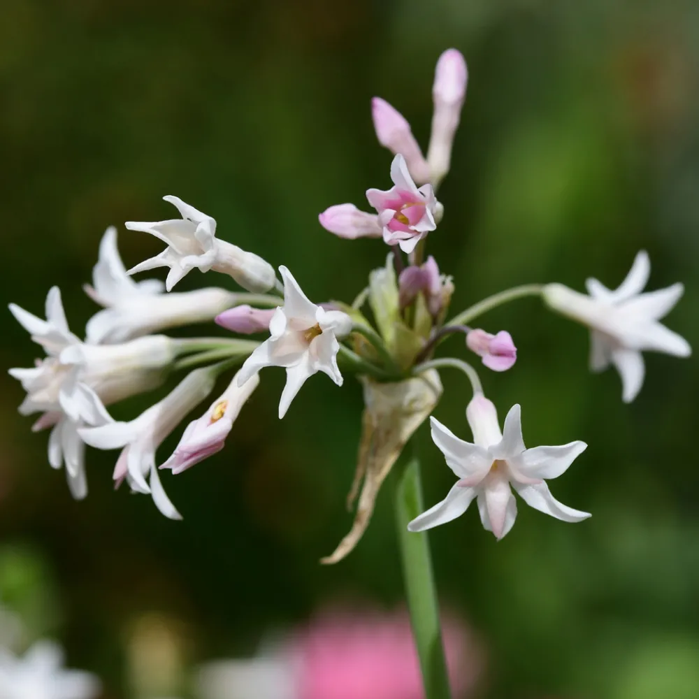 Plant In A Box Fleurs De Saison | - Tulbaghie - set de 3 - tulbaghia violacea - hauteur 15-25cm - ⌀9cm